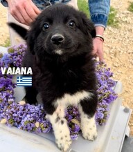 VAIANA, Hund, Mischlingshund in Griechenland - Bild 4