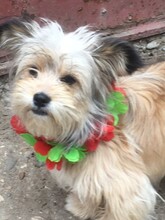 TIA, Hund, Mischlingshund in Rumänien - Bild 1