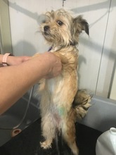 TIA, Hund, Mischlingshund in Rumänien - Bild 10