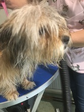 TIA, Hund, Mischlingshund in Rumänien - Bild 11