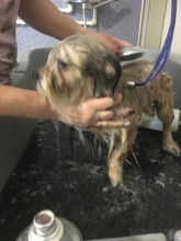 TIA, Hund, Mischlingshund in Rumänien - Bild 12