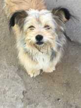 TIA, Hund, Mischlingshund in Rumänien - Bild 2