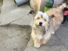 TIA, Hund, Mischlingshund in Rumänien - Bild 3