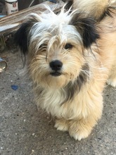 TIA, Hund, Mischlingshund in Rumänien - Bild 4