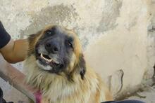 RAMON, Hund, Mischlingshund in Spanien - Bild 1