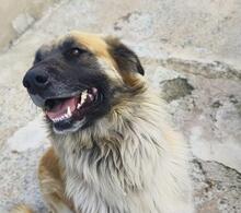 RAMON, Hund, Mischlingshund in Spanien - Bild 10