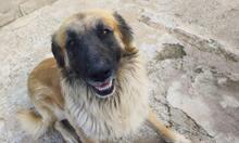 RAMON, Hund, Mischlingshund in Spanien - Bild 11