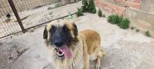 RAMON, Hund, Mischlingshund in Spanien - Bild 12
