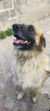 RAMON, Hund, Mischlingshund in Spanien - Bild 13