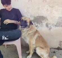 RAMON, Hund, Mischlingshund in Spanien - Bild 2