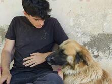 RAMON, Hund, Mischlingshund in Spanien - Bild 3