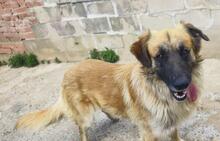 RAMON, Hund, Mischlingshund in Spanien - Bild 4