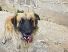 RAMON, Hund, Mischlingshund in Spanien - Bild 5