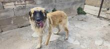 RAMON, Hund, Mischlingshund in Spanien - Bild 6