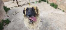 RAMON, Hund, Mischlingshund in Spanien - Bild 7