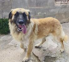 RAMON, Hund, Mischlingshund in Spanien - Bild 8