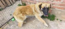 RAMON, Hund, Mischlingshund in Spanien - Bild 9