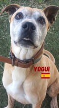 YOGUI, Hund, Mischlingshund in Spanien - Bild 1