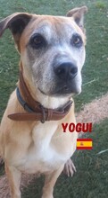 YOGUI, Hund, Mischlingshund in Spanien - Bild 2