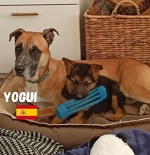 YOGUI, Hund, Mischlingshund in Spanien - Bild 3