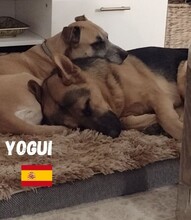 YOGUI, Hund, Mischlingshund in Spanien - Bild 4