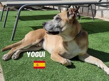 YOGUI, Hund, Mischlingshund in Spanien - Bild 5