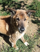 GOLIA, Hund, Schäferhund-Mischling in Italien - Bild 10