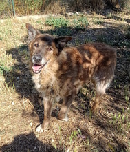 GOLIA, Hund, Schäferhund-Mischling in Italien - Bild 2