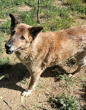 GOLIA, Hund, Schäferhund-Mischling in Italien - Bild 3