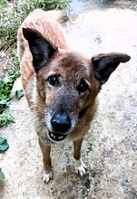 GOLIA, Hund, Schäferhund-Mischling in Italien - Bild 4