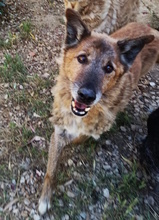 GOLIA, Hund, Schäferhund-Mischling in Italien - Bild 5