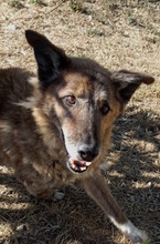 GOLIA, Hund, Schäferhund-Mischling in Italien - Bild 6