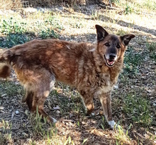 GOLIA, Hund, Schäferhund-Mischling in Italien - Bild 7