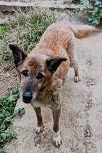 GOLIA, Hund, Schäferhund-Mischling in Italien - Bild 8
