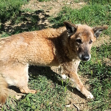 GOLIA, Hund, Schäferhund-Mischling in Italien - Bild 9