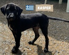 KASPER, Hund, Labradormischling in Griechenland - Bild 1