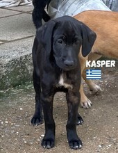 KASPER, Hund, Labradormischling in Griechenland - Bild 2