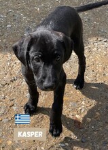 KASPER, Hund, Labradormischling in Griechenland - Bild 3