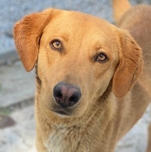 GELATO, Hund, Mischlingshund in Griechenland - Bild 1