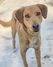 GELATO, Hund, Mischlingshund in Griechenland - Bild 10