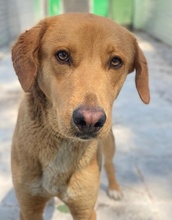 GELATO, Hund, Mischlingshund in Griechenland - Bild 12
