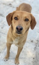GELATO, Hund, Mischlingshund in Griechenland - Bild 2