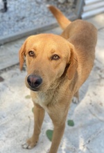 GELATO, Hund, Mischlingshund in Griechenland - Bild 3