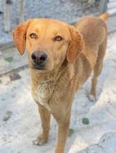 GELATO, Hund, Mischlingshund in Griechenland - Bild 4