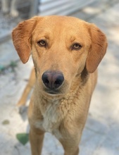GELATO, Hund, Mischlingshund in Griechenland - Bild 6