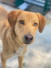 GELATO, Hund, Mischlingshund in Griechenland - Bild 7