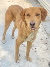 GELATO, Hund, Mischlingshund in Griechenland - Bild 8