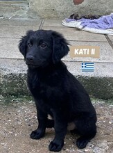 KATIII, Hund, Labrador-Mix in Griechenland - Bild 1