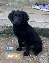 KATIII, Hund, Labrador-Mix in Griechenland - Bild 2
