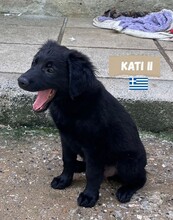 KATIII, Hund, Labrador-Mix in Griechenland - Bild 3
